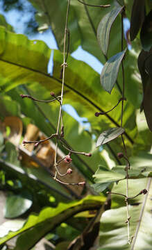 Image of Hoya latifolia G. Don