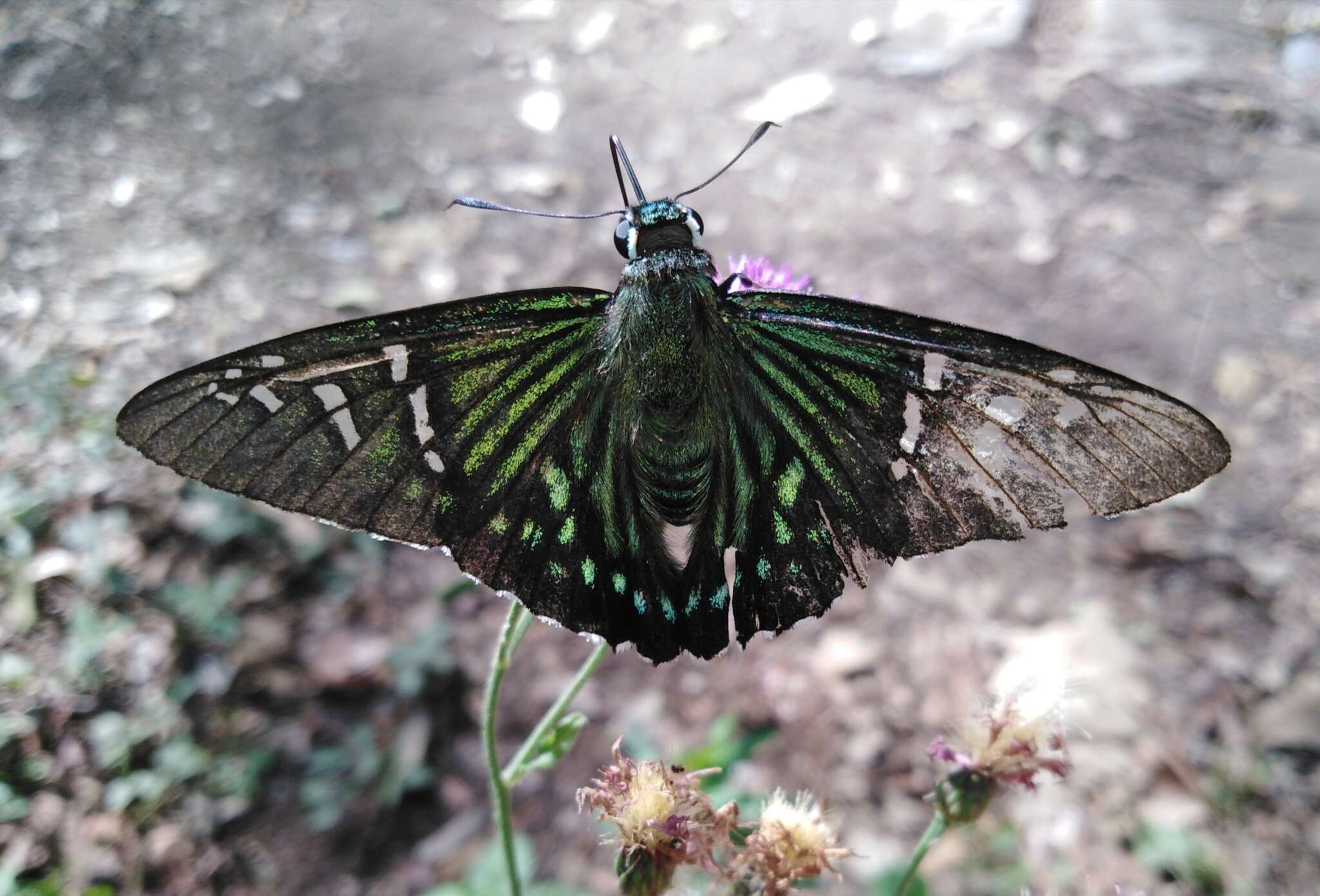 Plancia ëd Phocides urania Westwood 1852