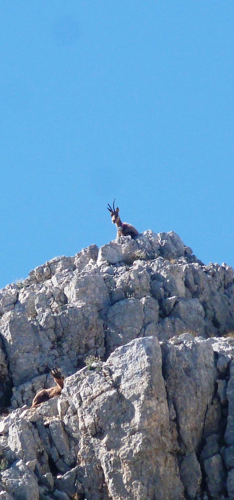 Image of Apennine chamois