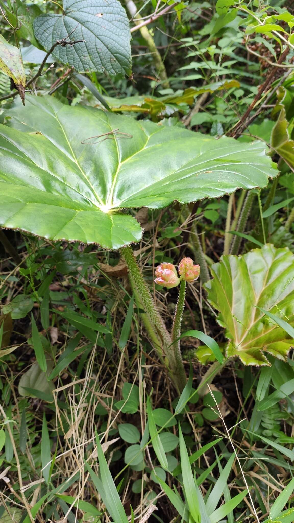 Слика од Begonia manicata Brongn.