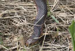 Image of Lowland copperhead