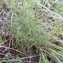 Image of Wright's bedstraw