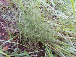 Plancia ëd Galium wrightii A. Gray