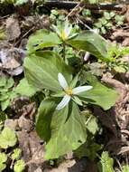 صورة Trillium albidum subsp. parviflorum (V. G. Soukup) K. L. Chambers & S. C. Meyers
