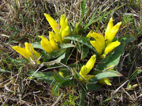 Imagem de Lachenalia reflexa Thunb.