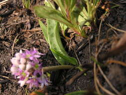 Слика од Ledebouria cooperi (Hook. fil.) Jessop