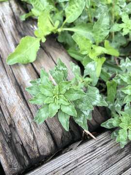 Imagem de Amaranthus polygonoides L.