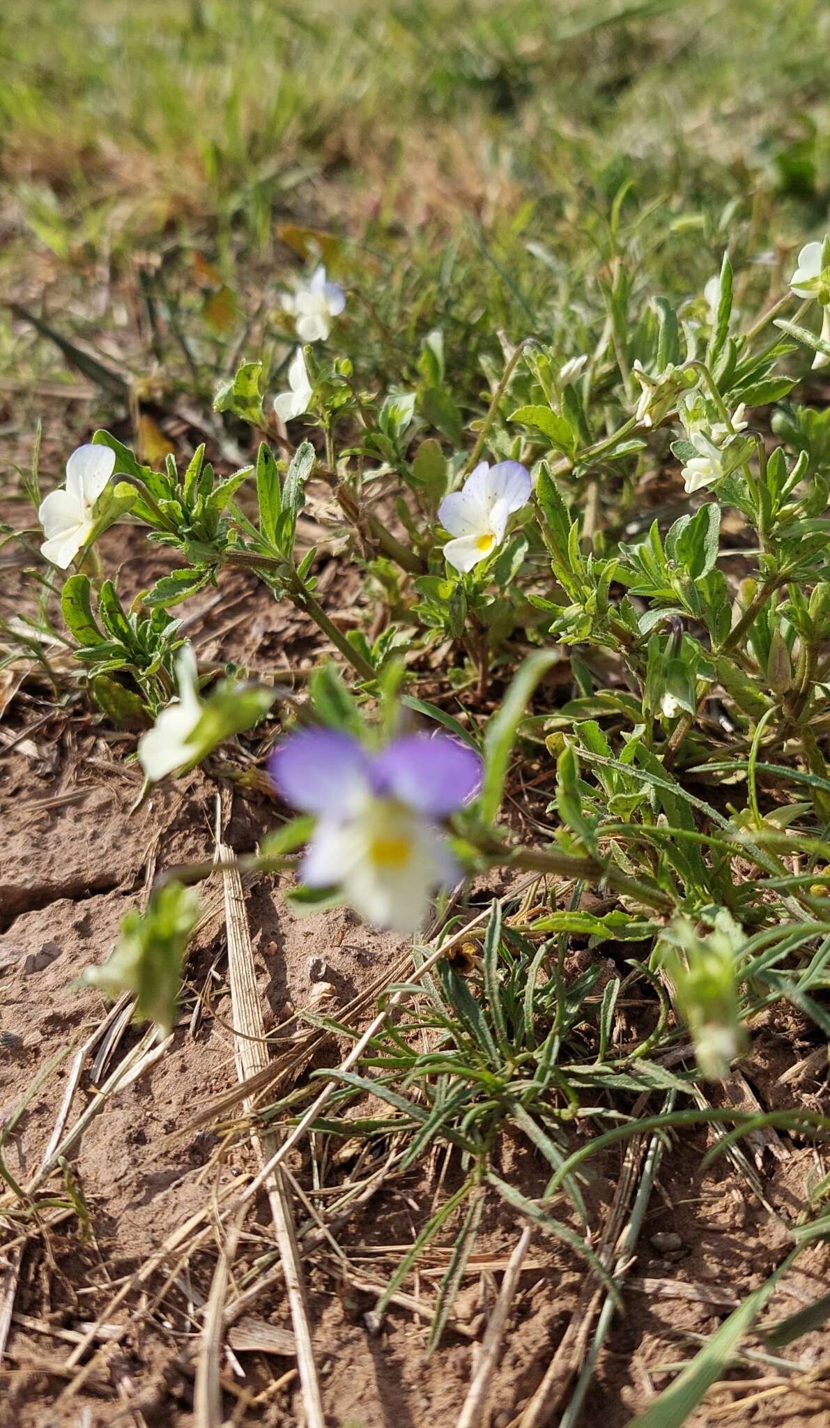 Image of Viola tricolor subsp. tricolor