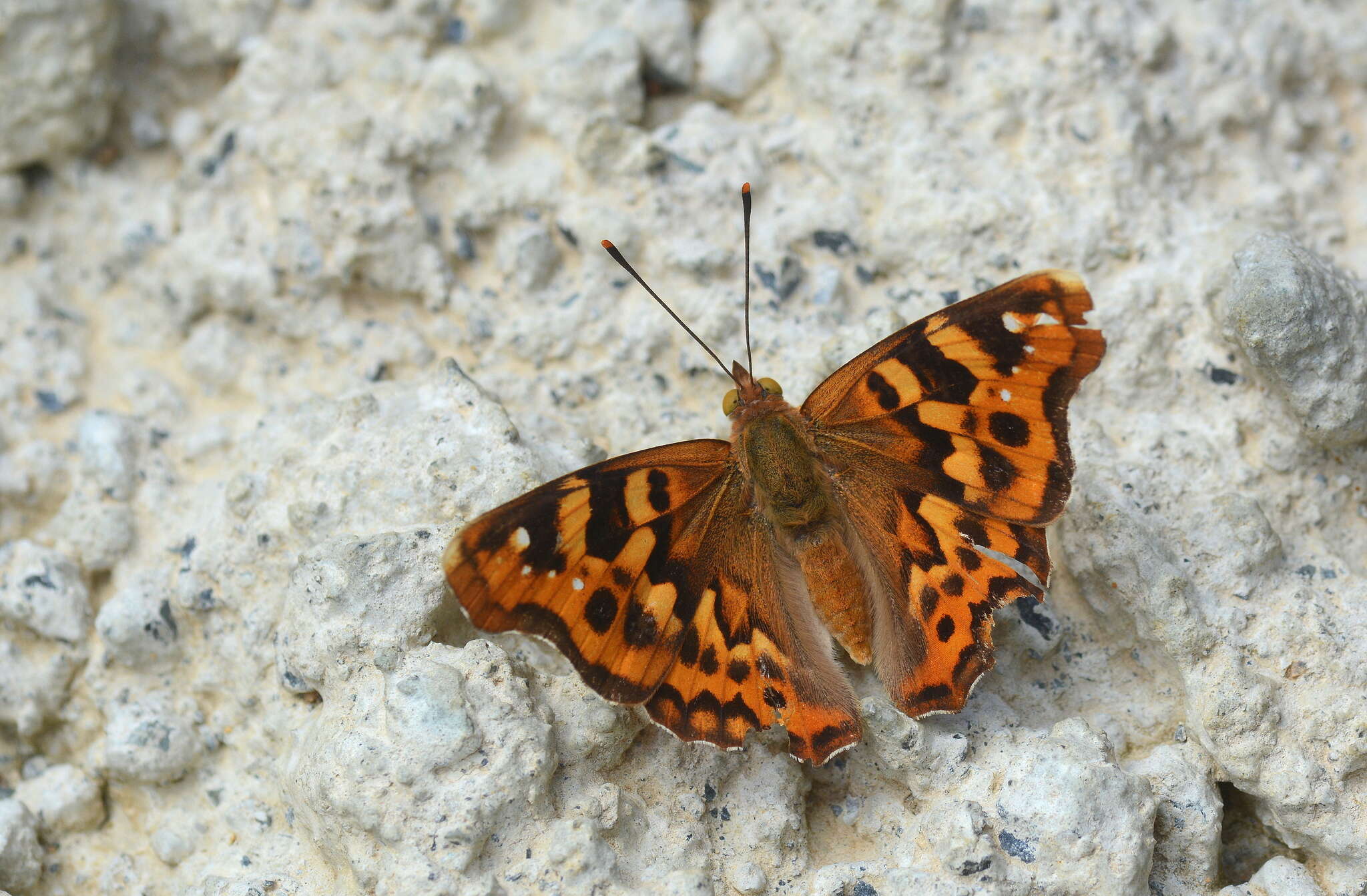 Imagem de Thaleropis ionia Fischer von Waldheim & Eversmann 1851