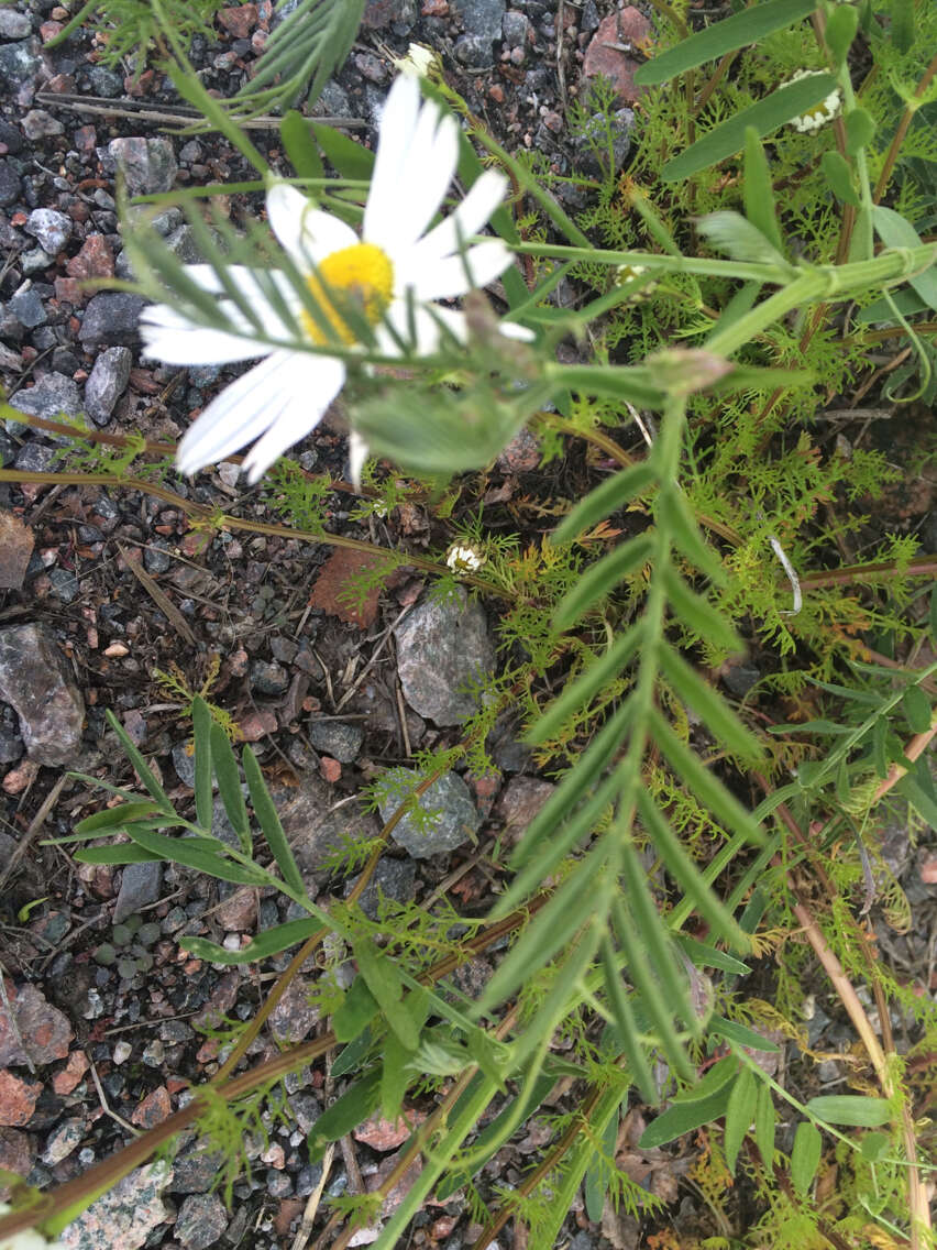 Image of scentless false mayweed