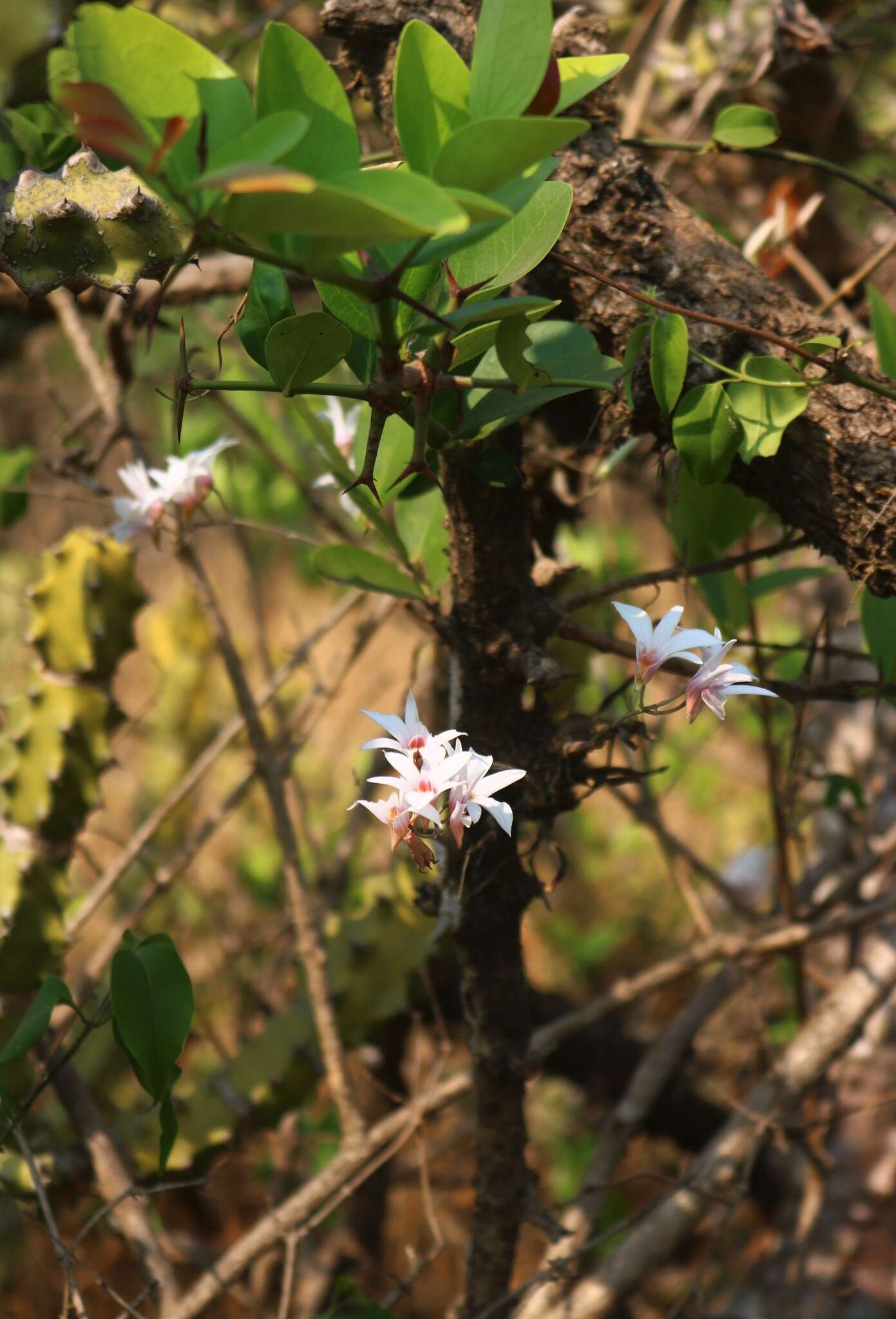 Image of Dendrobium barbatulum Lindl.