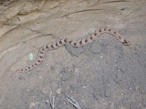 Image of Snouted Night Adder