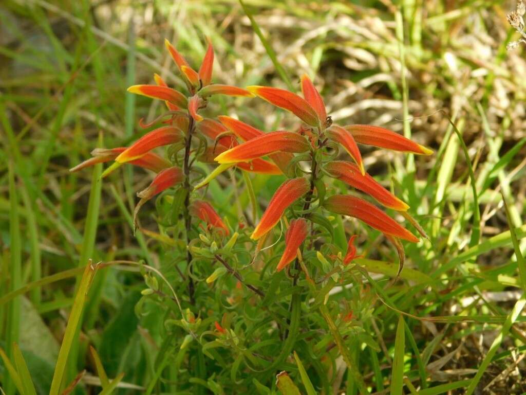 Слика од Castilleja integrifolia L. fil.