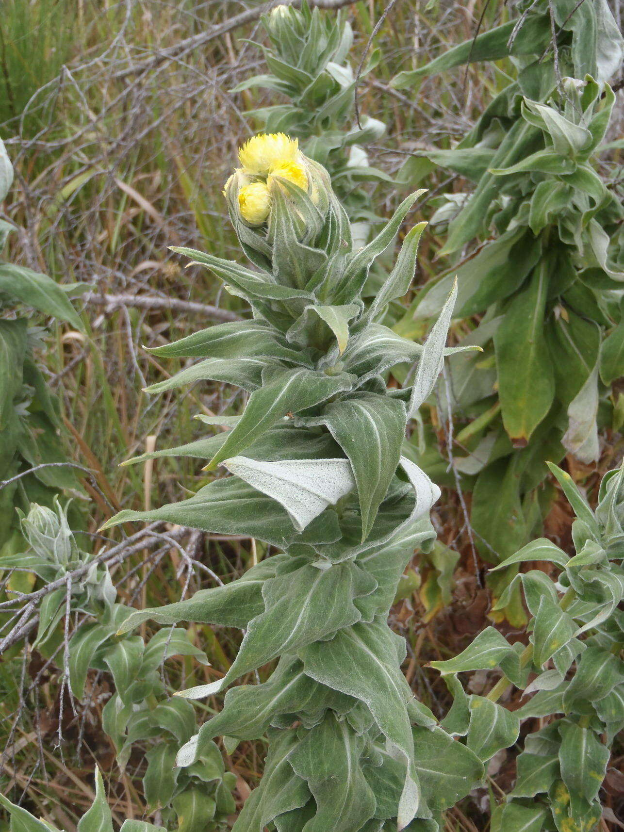 Image of <i>Helichrysum <i>foetidum</i></i> var. foetidum