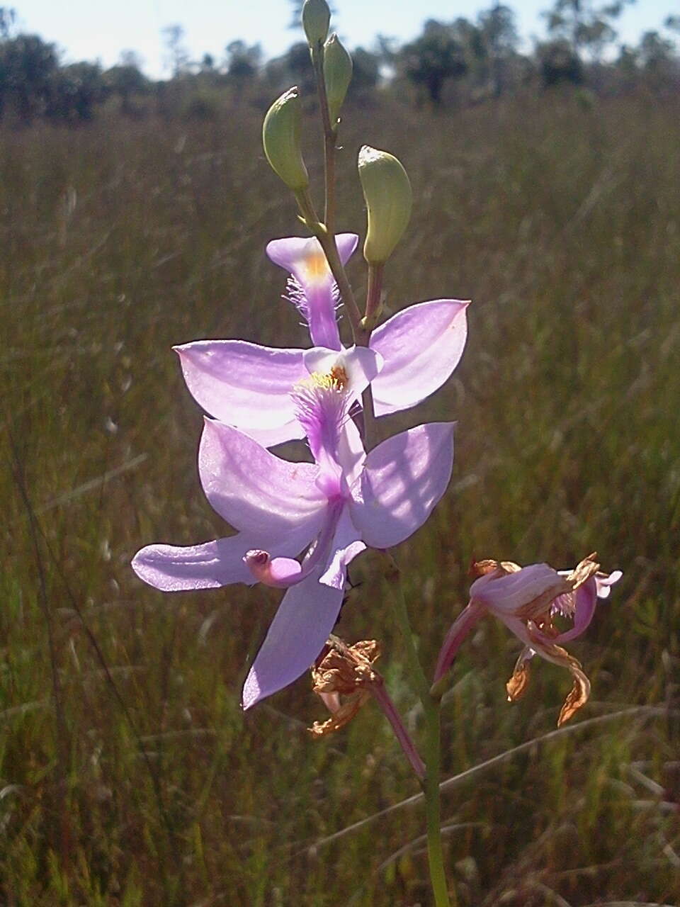 Image of Simpson's grasspink