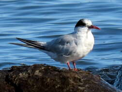 Image of Antarctic Tern