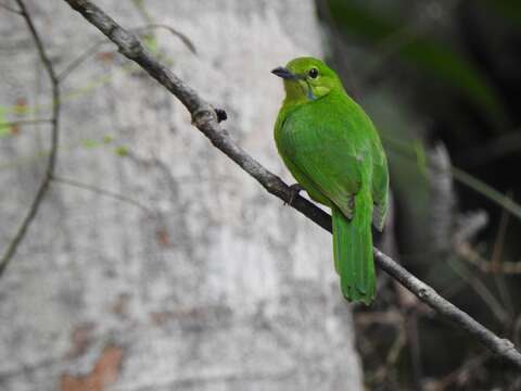 Image of Lesser Green Leafbird