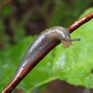 Lehmannia marginata (O. F. Müller 1774) resmi