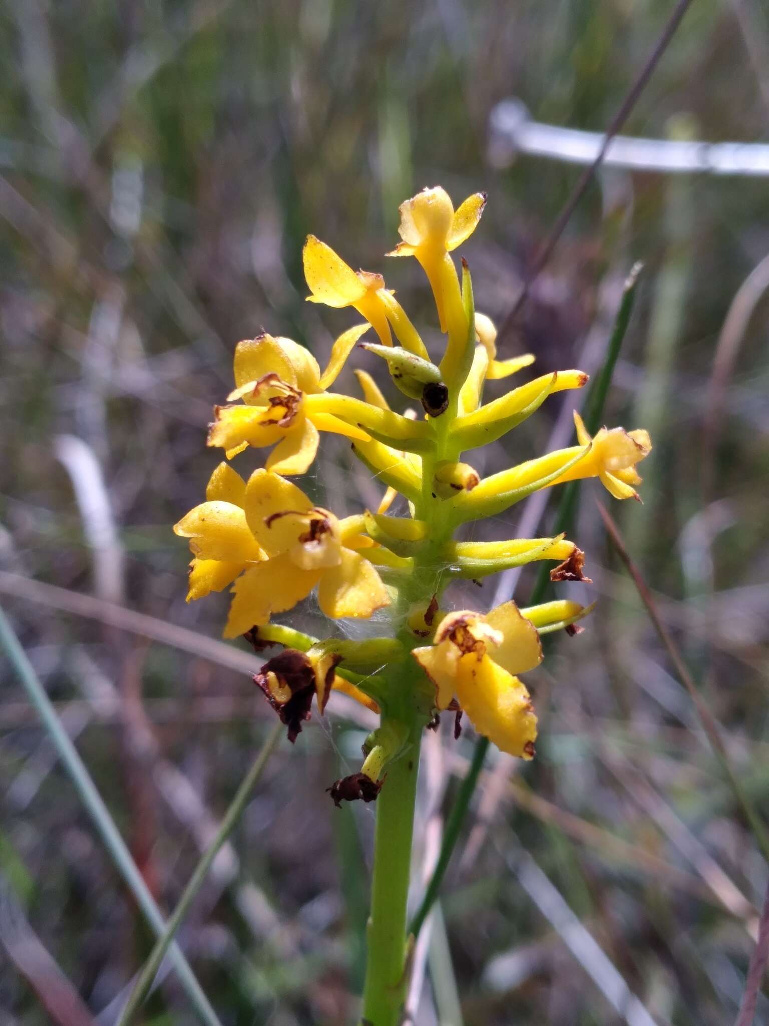 Platanthera integra (Nutt.) A. Gray ex L. C. Beck的圖片