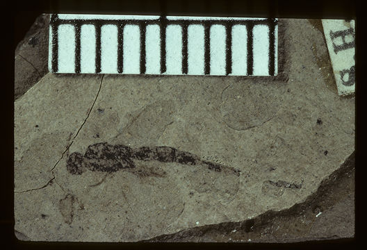 Image of <i>Ormyrodes petrefactus</i> Brues 1910