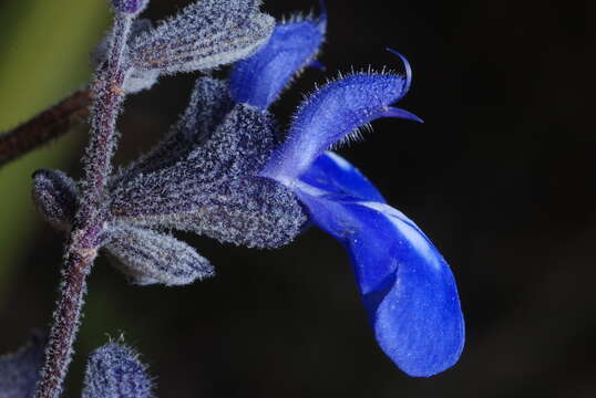 Image of Salvia cuspidata Ruiz & Pav.