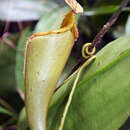 Image of Nepenthes mira Jebb & Cheek