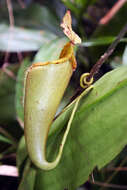 Image of Nepenthes mira Jebb & Cheek