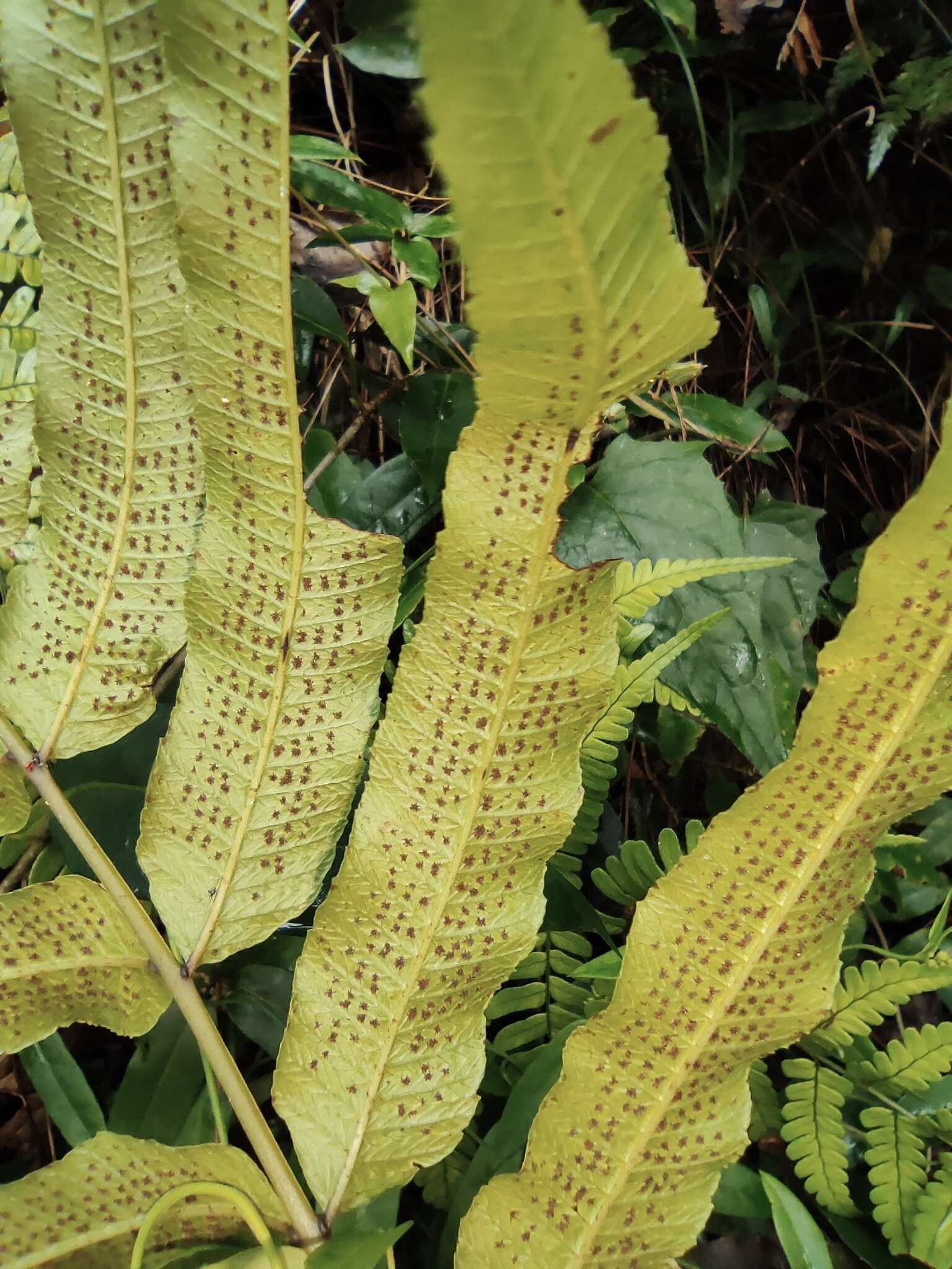 Image of Menisciopsis penangiana (Hook.) S. E. Fawc. & A. R. Sm.