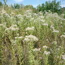 Image of Galatella sedifolia subsp. dracunculoides (Lam.) Greuter