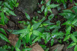 Image of Commelina auriculata Blume