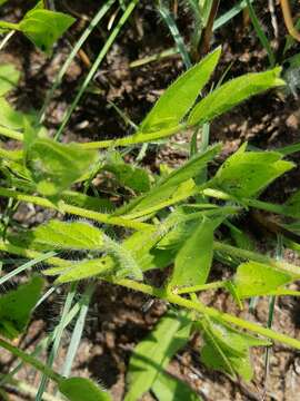 Sivun Ipomoea crassipes Hook. kuva