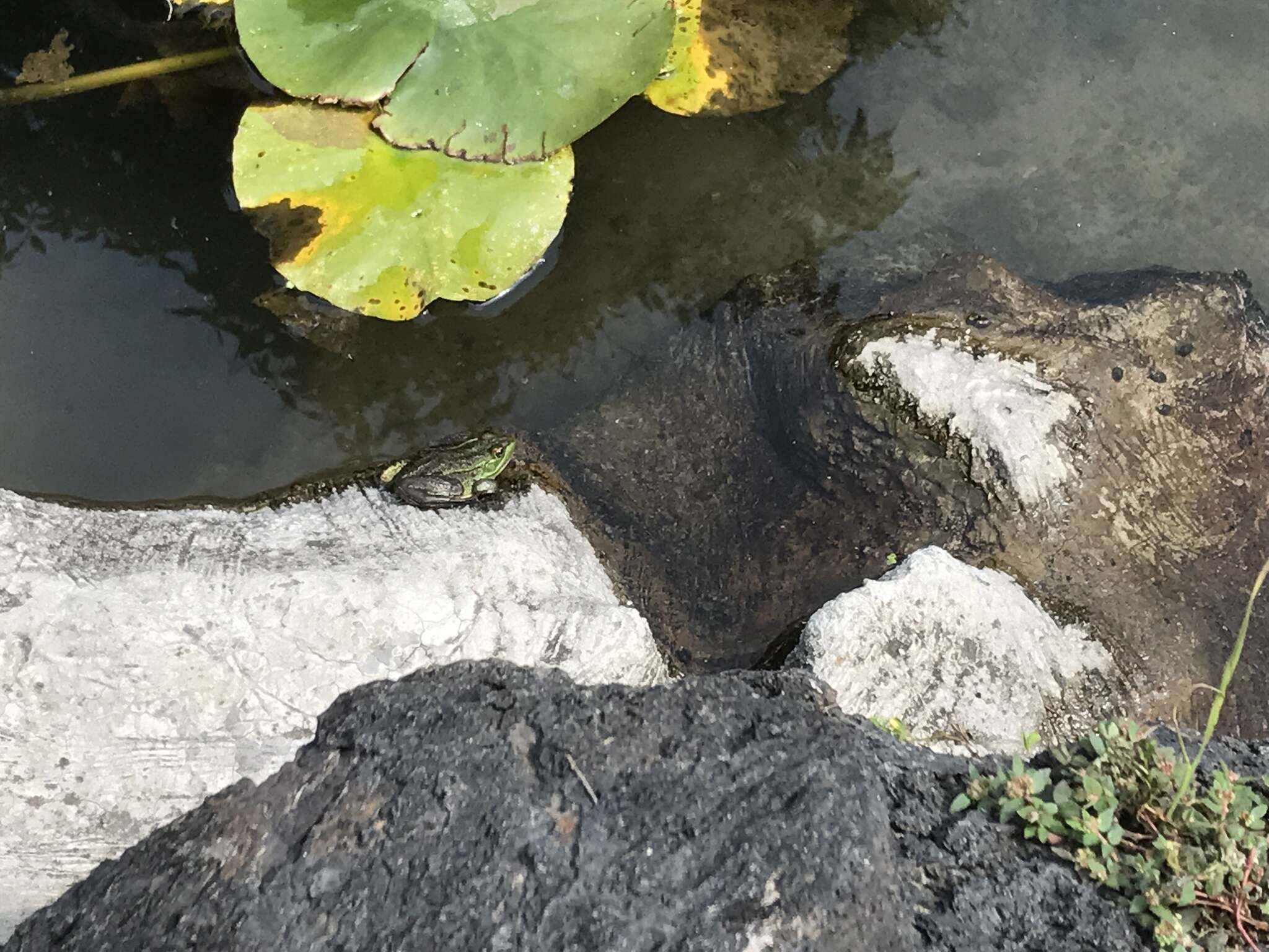 Image of Montezuma Leopard Frog