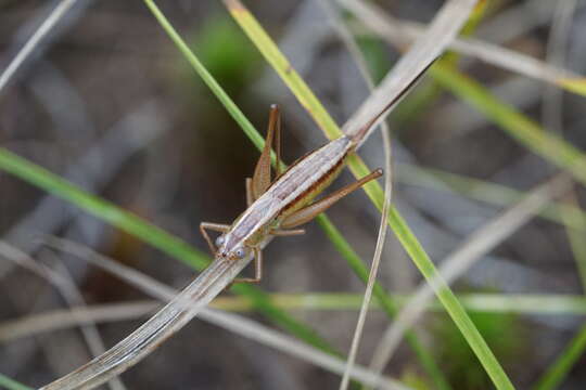 Image of Prairie Meadow Katydid