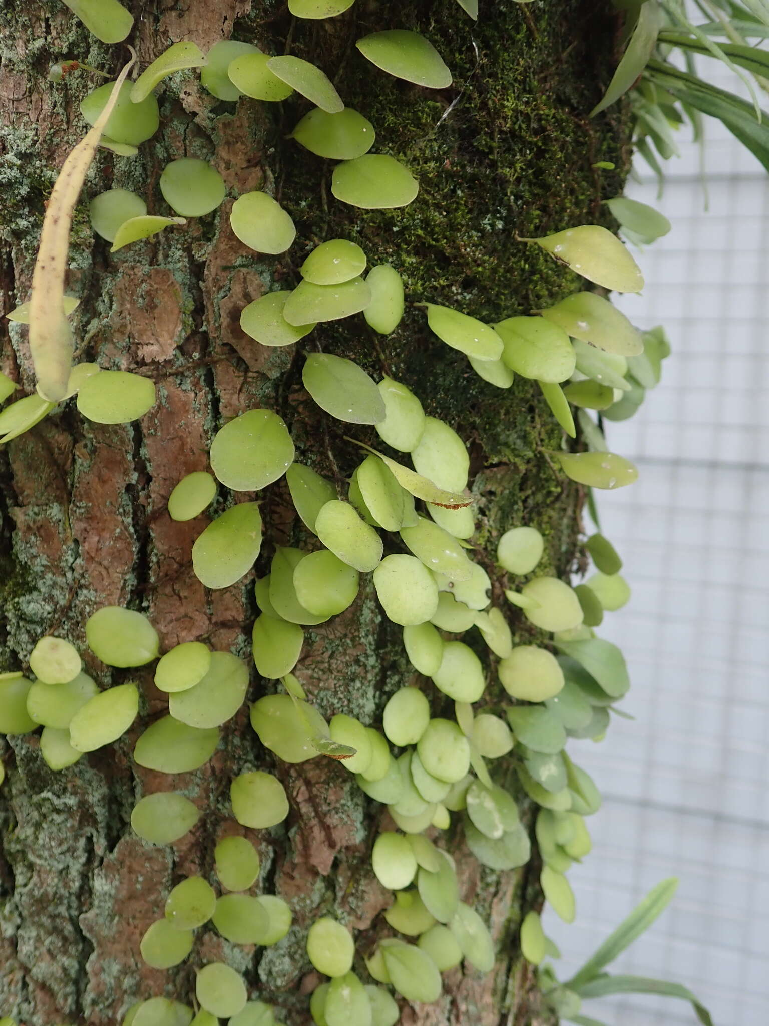 Lemmaphyllum microphyllum C. Presl resmi