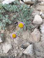 Слика од Erigeron clokeyi var. pinzliae G. L. Nesom