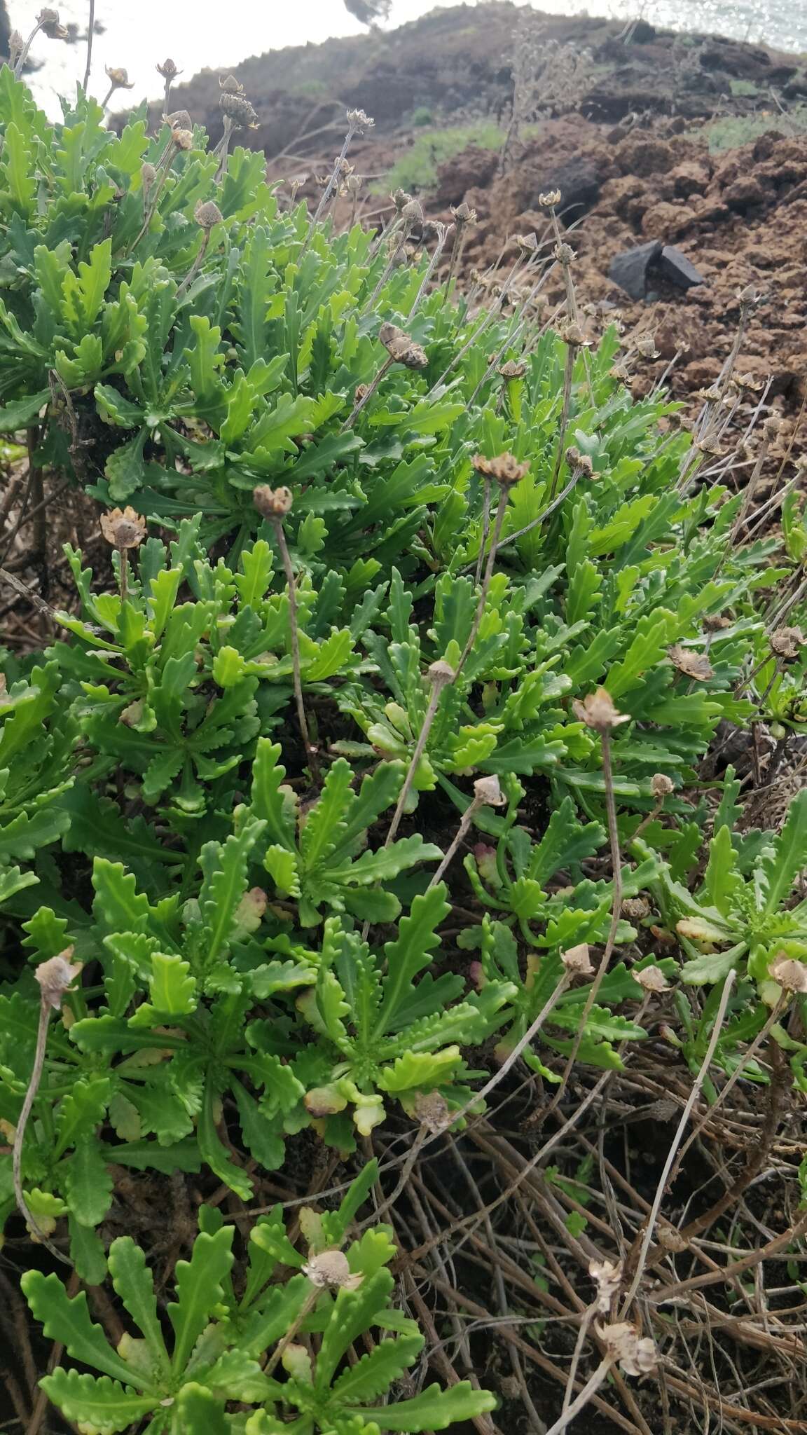 Image of Argyranthemum pinnatifidum subsp. succulentum (Lowe) Humphr.