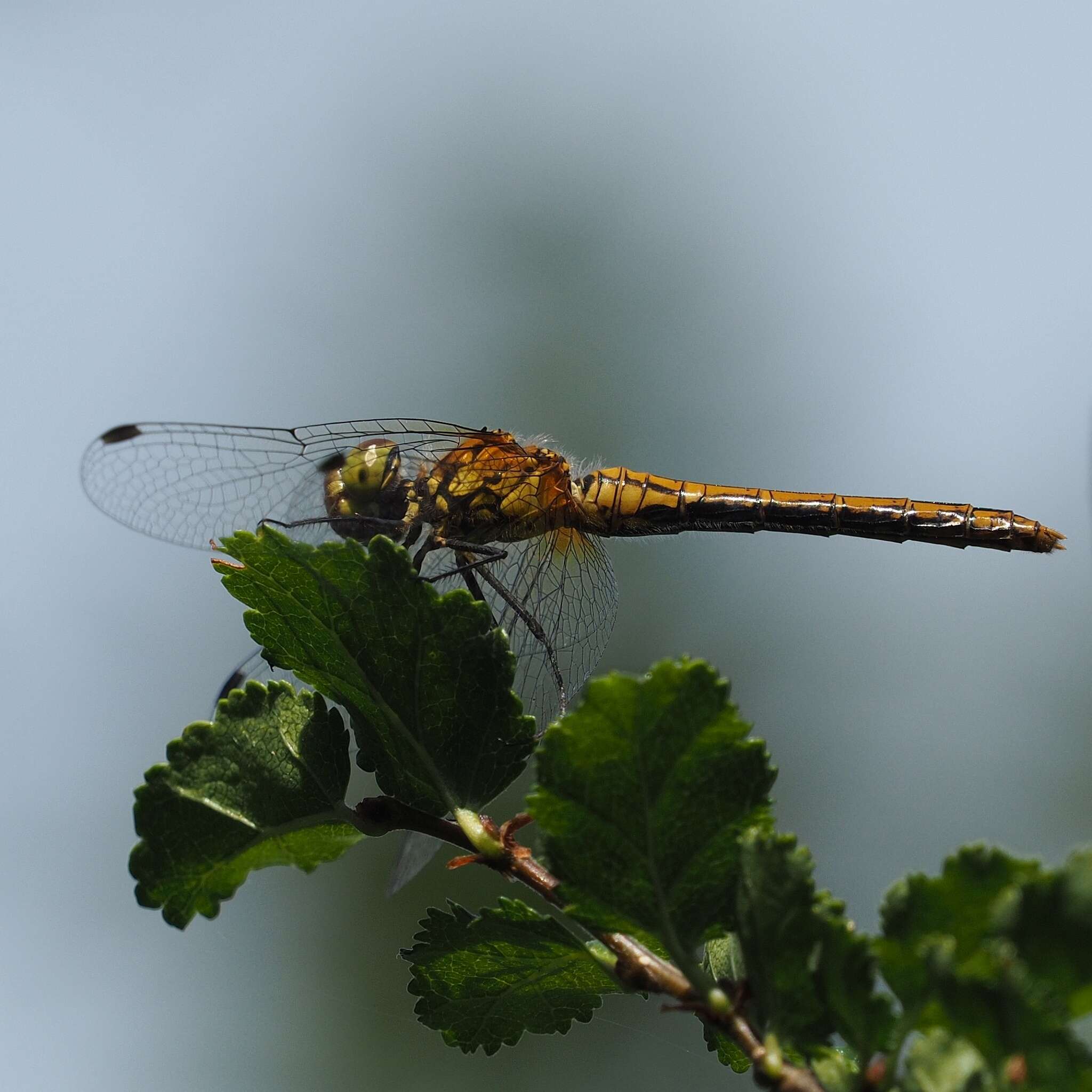 Image of Ruddy Darter