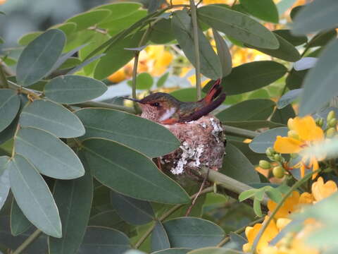 Image of Scintillant Hummingbird