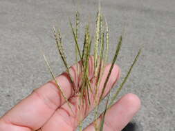 Image of yellow bluestem