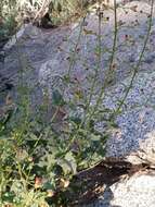 Image of desert figwort