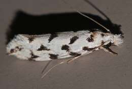 Image of Moth