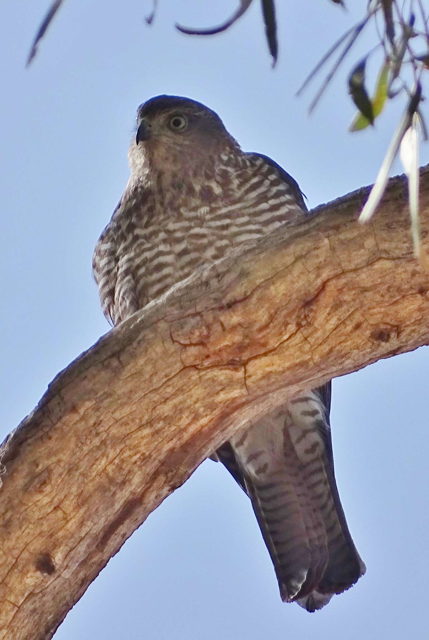 Image of Collared Sparrowhawk