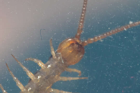 Image of Lithobius melanops Newport 1845