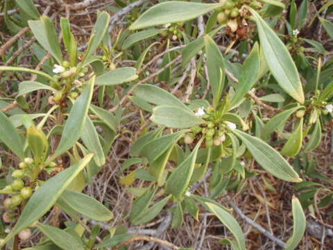 Myoporum sandwicense (A. DC.) Gray resmi