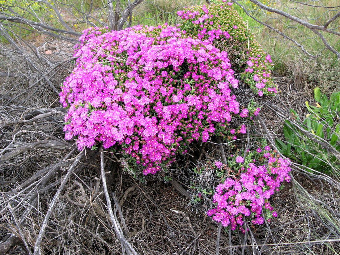 Image of Ruschia fourcadei L. Bol.