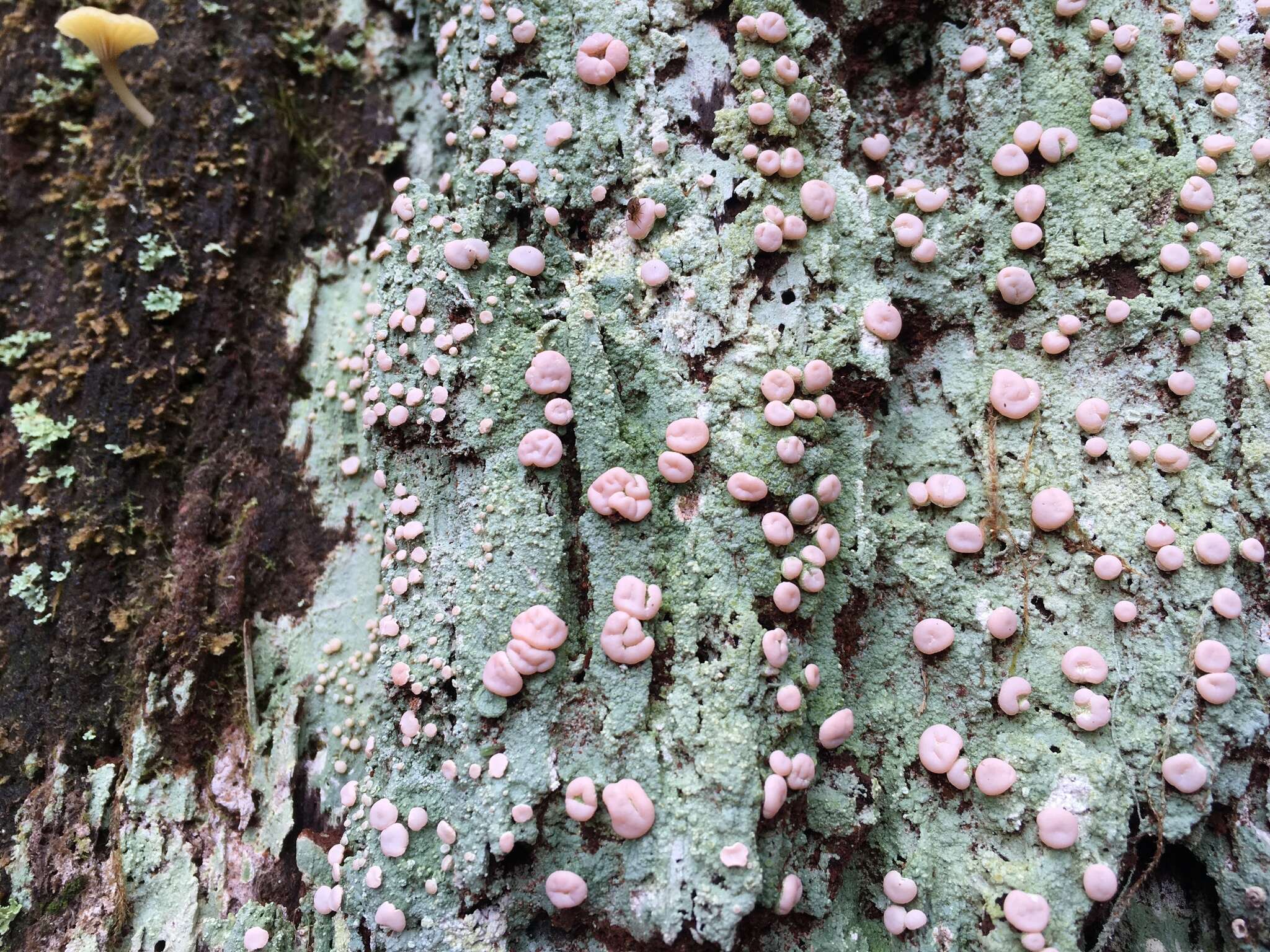 Image of peppermint drop lichen