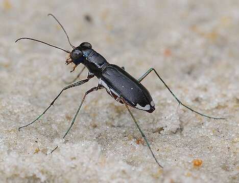 Image of Cicindela (Cicindelidia) abdominalis Fabricius 1801