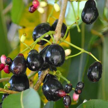 Syzygium cumini (L.) Skeels resmi