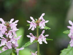 Image of Stachys riederi var. hispidula (Regel) H. Hara