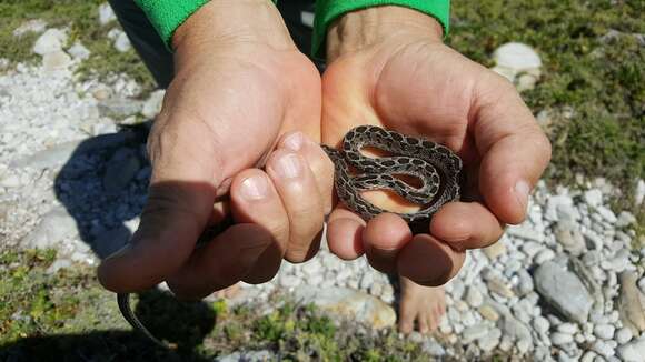 Plancia ëd Dasypeltis scabra scabra (Linnaeus 1758)